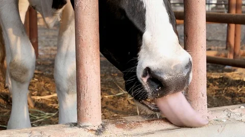 Close up cow's mouth Stock Footage 104592671