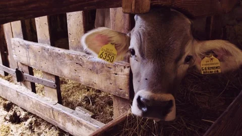 Close up of a cow's muzzle between the fence in the barn, slow motion Stock Footage 194490438