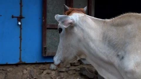 Close up, cow's muzzle while shaking its ears. Sacred cow. Slow motion 4K Stock-Footage 329776298