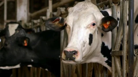 Close up of cow's neb while eating hay in the farm cattle, feeding cows in farm Vídeos de archivo 334654855