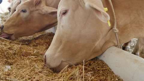 Close up of cow's neb while eating hay in the farm cattle, feeding cows in farm Stock-Footage 334655495