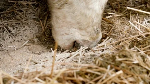Close up of cow's nebs while eating hay in the farm cattle, feeding cows in.. Stock Footage 265873393