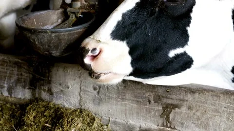 Close up of cow's nebs while eating hay in the farm cattle, feeding cows in farm Vídeos de archivo 334655075