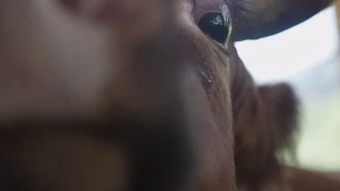 Close up of cows nose Stockbeeldmateriaal 76738521