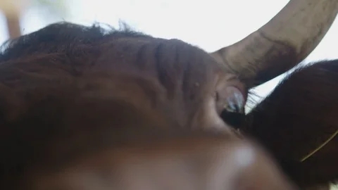 Close up of cows nose Stockbeeldmateriaal 89343551