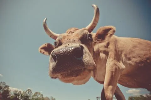 A close-up in a cow's nose Stock Photos