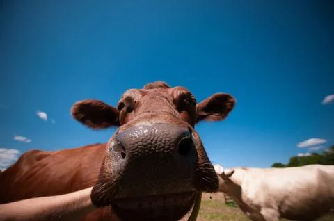 A close-up in a cow's nose Stock Photos