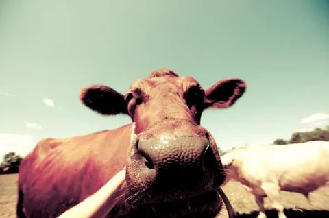 A close-up in a cow's nose Stock Photos