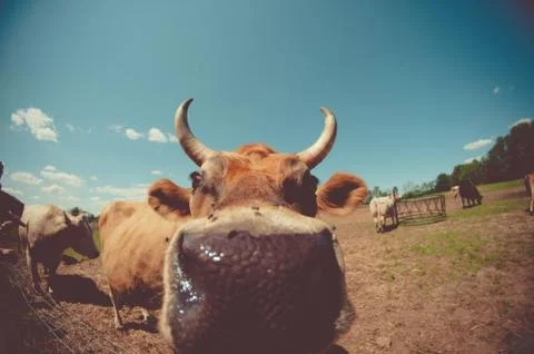 A close-up in a cow's nose Stock Photos