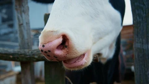 Close-up of a cow's nose at a rustic farm during twilight Stock Footage 308301537