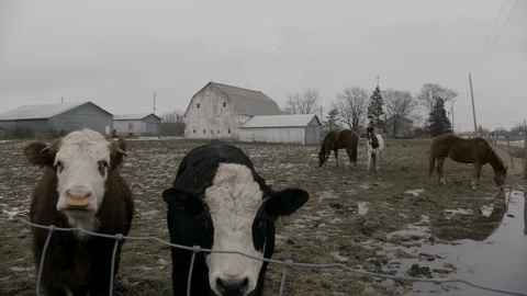 Close up of cows in pan in winter American Farm Stock Footage 89945159