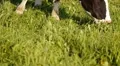 Close-up cows pastures in field HD Footage