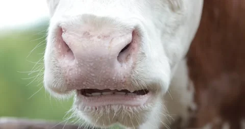 Close up of cows snout eating 스톡 동영상 206752670
