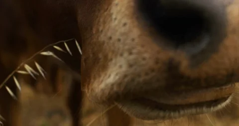 Close-up of cows snout. 스톡 동영상 88377658