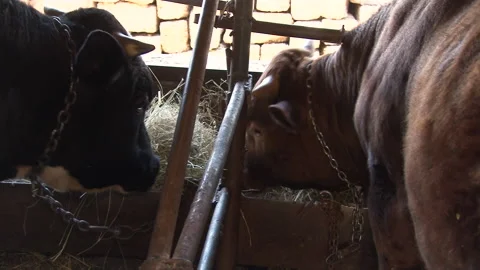 Close up of cows in stable eating hay. Village farming. Stock Footage 139783617