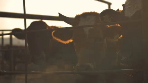 Close-up of cows standing in a stall at dawn in the open air Stock Footage 132786569