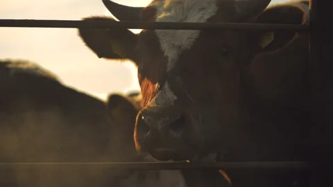 Close-up of cows standing in a stall at dawn in the open air Stock Footage 132786704