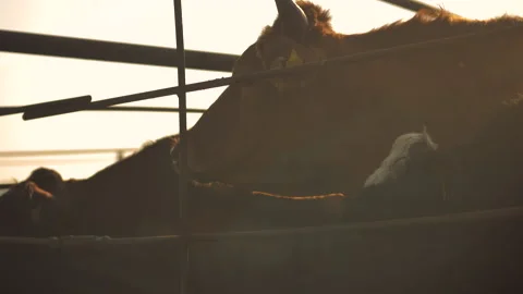 Close-up of cows standing in a stall at dawn in the open air Stock Footage 132786728