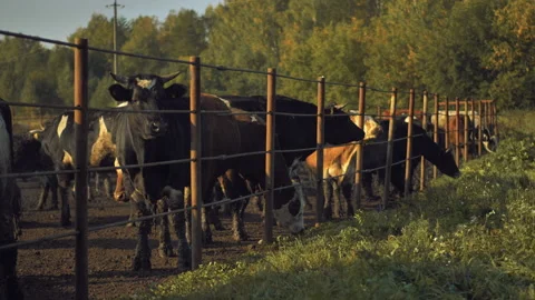 Close-up of cows standing in a stall at dawn in the open air Stock Footage 132786766