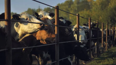 Close-up of cows standing in a stall at dawn in the open air Stock Footage 132786921