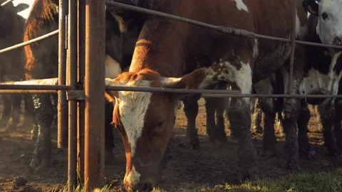 Close-up of cows standing in a stall at dawn in the open air Stock Footage 132786939