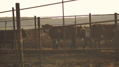 Close-up of cows standing in a stall at dawn in the open air Stock Footage 132786955