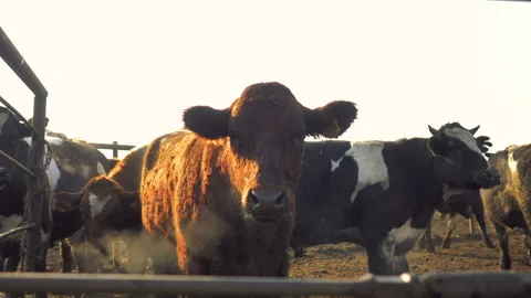 Close-up of cows standing in a stall at dawn in the open air Stock Footage 132786978