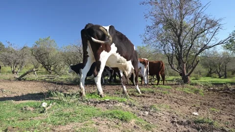 Close-up of cows standing together in a farm setting, showing their inquisitive Video stock 288826616