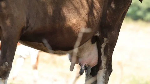 Close up of a cow's udder on the meadow Stock Footage 116015119