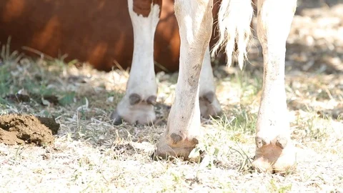 Close up of a cow's udder on the meadow Stock Footage 116015137