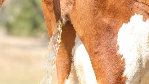 Close up of a cow's urinations on the meadow. Stock Footage 116015156