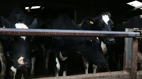 Close up of cows waiting to feed Stock Footage 164097193