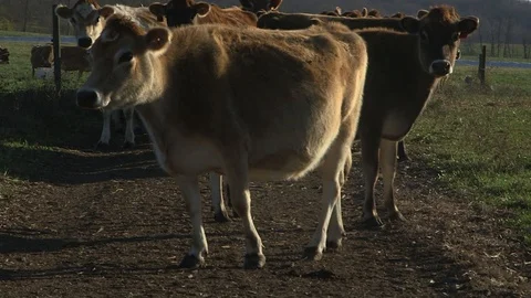 Close up cows walking 库存影片 97763872