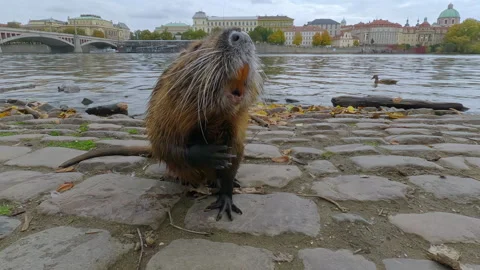 Close-up of Coypu goes along Prague's cobblestone embankment begging for treats Stock Footage 328233683