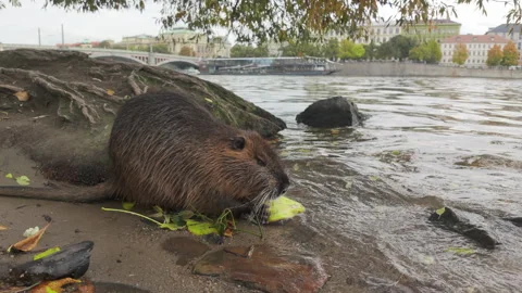 Close-up of Coypu sitting in surf zone of Vltava and eating banana peel at fall  Stock Footage 321222408