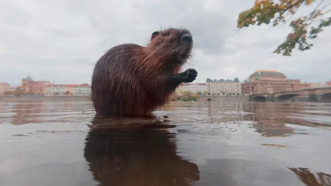 Close-up of Coypu standing on log floating in water, carefully washing and clean Stock Footage 320016377