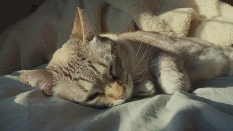 Close up of cozy tabby cat licking paw and sleeping on bed in warm sunlight Stock Footage 345812729