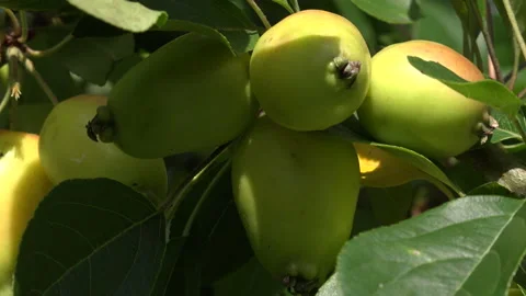 Close up of crab apples on a tree UK 4K Stock Footage 141160885