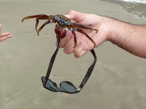 Close up of a crab in a beach Stock Photos