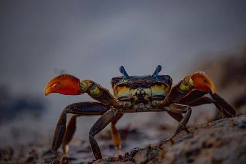 Close-up of a Crab in beach Foto stock