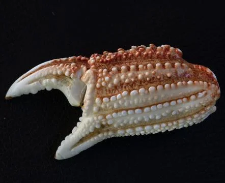 Close-Up of a Crab Claw  ecological study Stock Photos