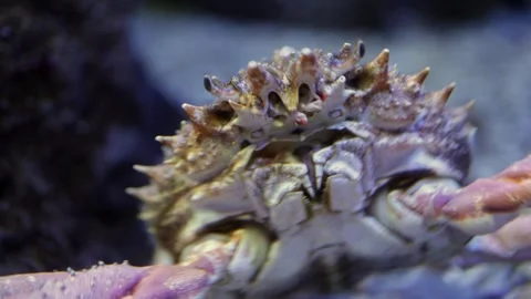 Close-up of a crab displaying its unique shell features and claws while moving Stock Footage 335088689
