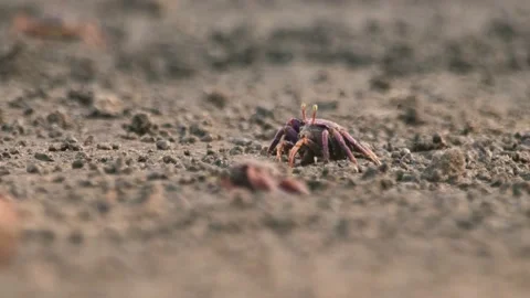 Close up of a crab eating from the mud Stock Footage 172001799
