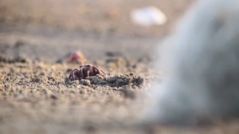 Close up of a crab eating in a mud Stock Footage 172001800