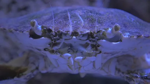 Close-up of Crab Stock Footage 48382150