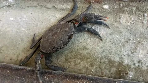 Close up of a crab on the ground Stock Photos