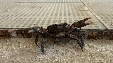 Close up of a crab on the ground Foto stock