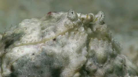 Close of a Crab Indonesia Stock Footage 12235348