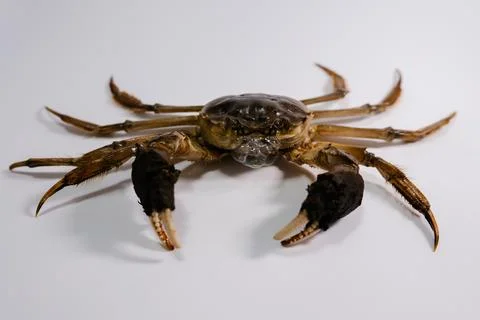 Close-up crab isolated on white background Stock Photos