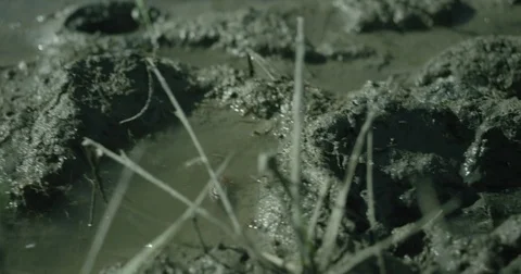 Close Up of Crab in Mud 4K Vídeos de archivo 83862839